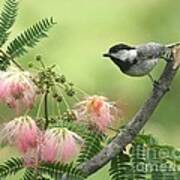 Black-capped Chickadee #108 Poster