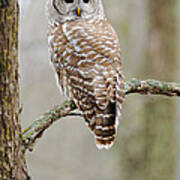 Barred Owl Poster