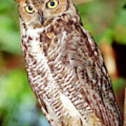 Great Horned Owl #11 Poster