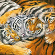 Tiger Hug Poster