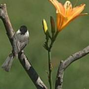 Black-capped Chickadee #110 Poster