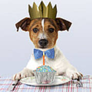 Jack Russell Terrier #14 Poster