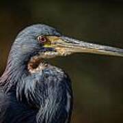 Tricolored Heron #12 Poster