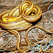 Yellow Rat Snake #12 Poster