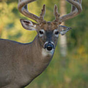 White-tailed Buck #125 Poster