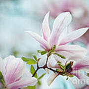 Magnolia Flowers #13 Poster