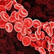 Red Blood Cells, Sem #13 Poster