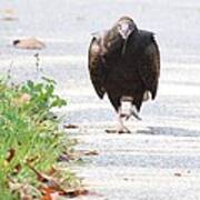 Turkey Vulture #13 Poster