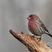 House Finch #133 Poster