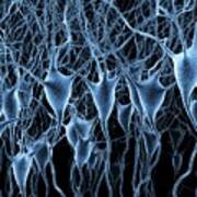 Nerve Cells #14 Poster