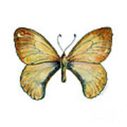 15 Clouded Apollo Butterfly Poster