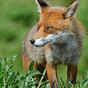 European Red Fox #15 Poster