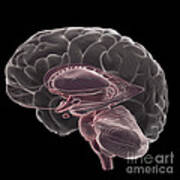 Human Brain #15 Poster