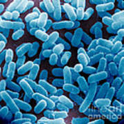 E. Coli Bacteria Sem #16 Poster