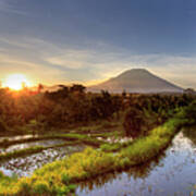 Indonesia, Bali, Rice Fields And #16 Poster