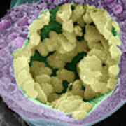 Dividing Pollen Cell #18 Poster