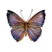 18 Purple Pandemos Butterfly Poster