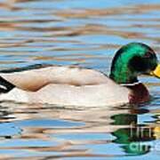 Mallard Duck #19 Poster