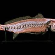 19th Century Anatomical Model Of A Salmon Poster