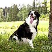 Border Collie In The Nature #2 Poster