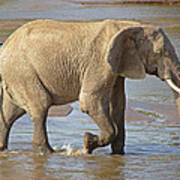 African Elephant #2 Poster