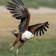 African Fish Eagle #2 Poster