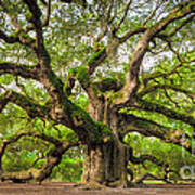 Angel Oak Tree Of Life Poster