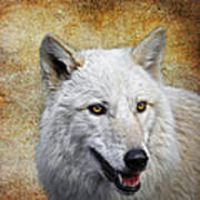 Arctic White Wolf  #1 Poster