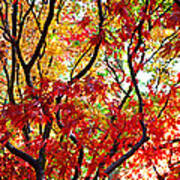 Autumn Leaves, Westonbirt Arboretum #2 Poster