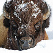 Bison In Snow #2 Poster