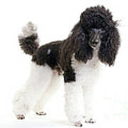 Black And White Poodle #2 Poster