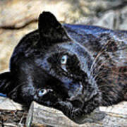 Black Leopard #1 Poster