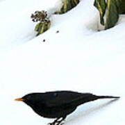 Blackbird In Winter Garden Poster