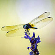 Blue Dragonfly #2 Poster