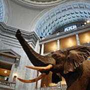 Bull Elephant In Natural History Rotunda #2 Poster