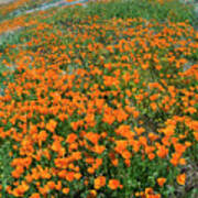 California Poppies, Antelope Valley #2 Poster