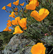 California Poppies, California Central #2 Poster