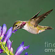 Calliope Hummingbird Stellula Calliope #2 Poster