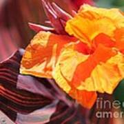 Canna Lily Named Durban #2 Poster