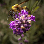Carpenter Bee On A Lavender Spike Poster