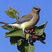 Cedar Waxwing #2 Poster