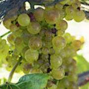 Chardonnay Grapes On Vine #2 Poster
