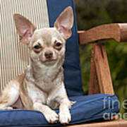 Chihuahua On Chair #2 Poster