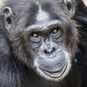 Chimpanzee Portrait Ol Pejeta #2 Poster