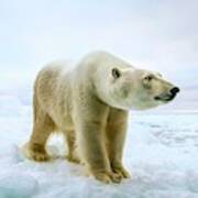 Close Up Of A Standing Polar Bear #2 Poster