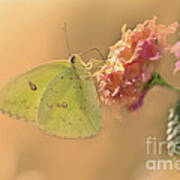Clouded Sulphur Butterfly #2 Poster