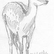 Deer Drawing  #3 Poster