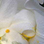 Easter Lily Lilium Longiflorum #2 Poster