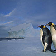 Emperor Penguins At Midnight Antarctica #2 Poster