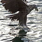 European Fishing Sea Eagle 3 Poster